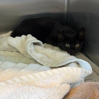 Screech -  Domestic Short Hair Cat for Adoption in Pittsburgh, Pennsylvania - Screech | PetCurious