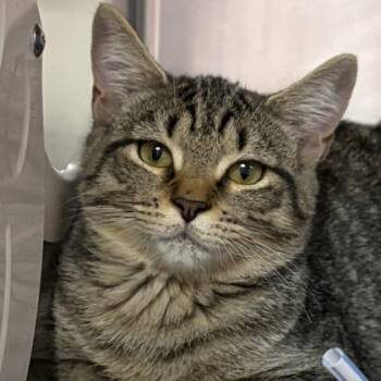 RJ -  Domestic Short Hair Cat for Adoption in North Myrtle Beach, South Carolina - RJ | PetCurious