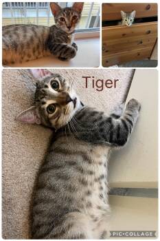Tiger -  Tabby Cat for Adoption in Burnaby, British Columbia - Tiger | PetCurious