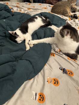 Rescue Domestic Long Hair Cats for Adoption in Wilmington, North Carolina - Templeton | PetCurious