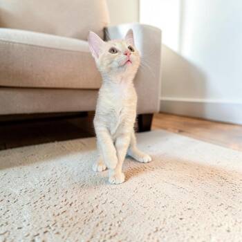 Kit Kat -  Domestic Short Hair Cat for Adoption in Fort Worth, Texas - Kit Kat | PetCurious