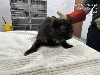 GIMLI -  Domestic Short Hair Cat for Adoption in Ocala, Florida - GIMLI | PetCurious