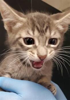 ALTON -  Domestic Short Hair Cat for Adoption in San Bernardino, California - ALTON | PetCurious