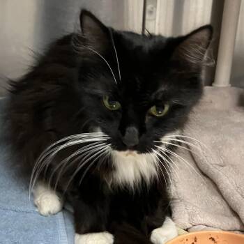 Marva -  Domestic Long Hair Cat for Adoption in Grand Rapids, Michigan - Marva | PetCurious