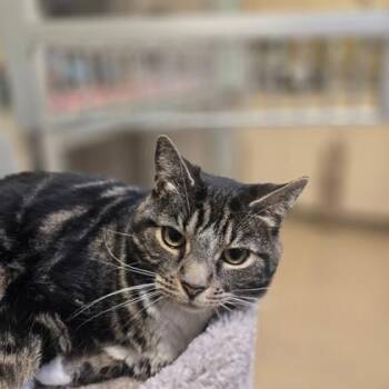 Celia -  Domestic Short Hair Cat Available for Adoption in New Hope, Pennsylvania - Celia | PetCurious
