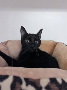 Rescue Domestic Short Hair Cats for Adoption in Sugar Land, Texas - BEYONCE | PetCurious