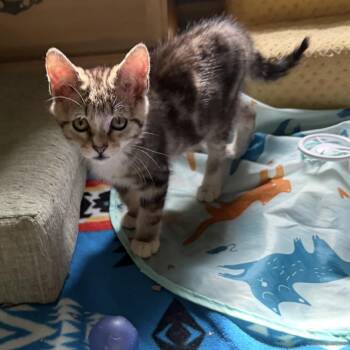 Domestic Short Hair Cats Available for Adoption in Fayetteville, Georgia - Khan | PetCurious