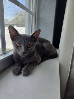 Izzy -  Domestic Short Hair Cat for Adoption in St. Cloud, Florida - Izzy | PetCurious