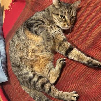 Domestic Short Hair Cats Available for Adoption - Stitch 2 | PetCurious