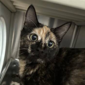 Engineer "11B Ginny" Roswell -  Domestic Short Hair Cat for Adoption in Denver, Colorado - Engineer "11B Ginny" Roswell | PetCurious