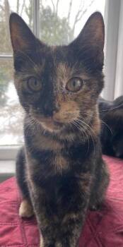 Tortoiseshell Cats Available for Adoption - Allie | PetCurious