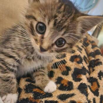 Rescue American Shorthair Cats for Adoption in Fulton, Missouri - Gary | PetCurious