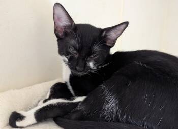 Rescue Domestic Short Hair Cats for Adoption in Ruskin, Florida - Marzipan | PetCurious