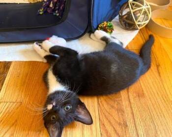 Licorice -  Domestic Short Hair Cat for Adoption in Quakertown, Pennsylvania - Licorice | PetCurious