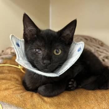 Neyrelle -  Domestic Short Hair Cat for Adoption in Philadelphia, Pennsylvania - Neyrelle | PetCurious
