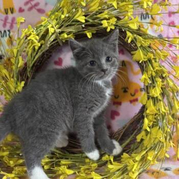 Clam Chowder -  Domestic Short Hair Cat for Adoption in Toms River, New Jersey - Clam Chowder | PetCurious