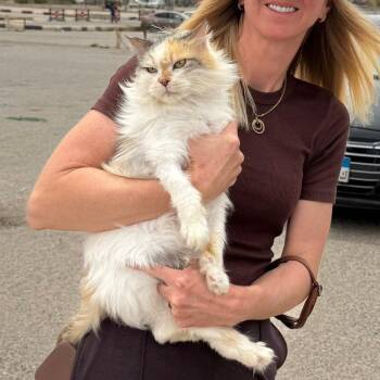 Siberian and Turkish Van Cats Available for Adoption in Brampton, Ontario - Tea Rose | PetCurious