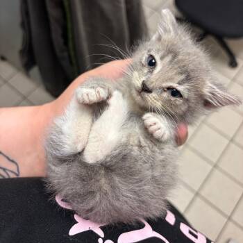 Dempsey -  Domestic Medium Hair Cat for Adoption in Charleston, West Virginia - Dempsey | PetCurious