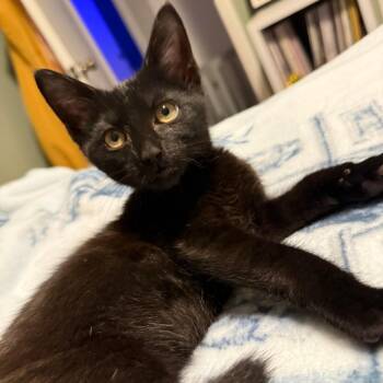 Smudge -  Domestic Short Hair Cat for Adoption in Richmond, Virginia - Smudge | PetCurious