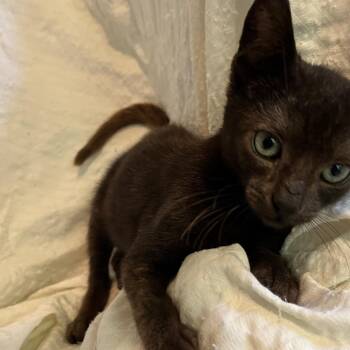 Pluto -  Domestic Short Hair Cat for Adoption in Volcano, Hawaii - Pluto | PetCurious