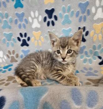 Clyde -  Domestic Short Hair Cat for Adoption in Wabash, Indiana - Clyde | PetCurious