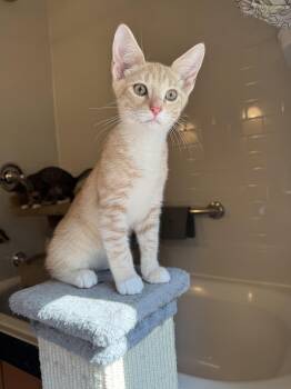 Earl - KITTEN in foster -  Domestic Short Hair Cat for Adoption in Alexandria, Virginia - Earl - KITTEN In Foster | PetCurious