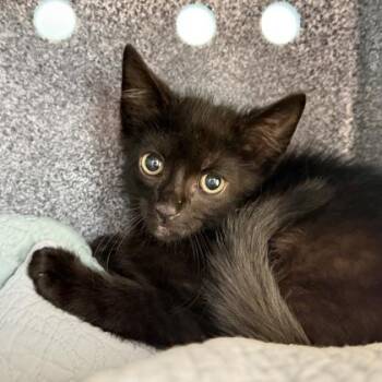 Momo -  Domestic Short Hair Cat for Adoption in Daytona Beach, Florida - Momo | PetCurious
