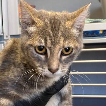 Lucky Louise -  Domestic Short Hair Cat for Adoption in Goleta, California - Lucky Louise | PetCurious