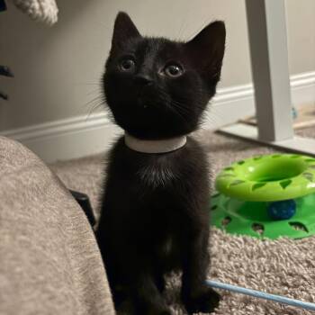 Oolong (Tea) -  Domestic Short Hair Cat for Adoption in Charlotte, North Carolina - Oolong (Tea) | PetCurious