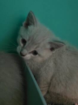 Nero -  Siamese Cat for Adoption in Pine Grove, Pennsylvania - Nero | PetCurious