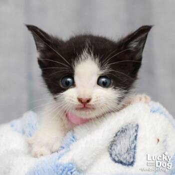 Domestic Short Hair Cats Available for Adoption in Washington, District Of Columbia - Gia | PetCurious