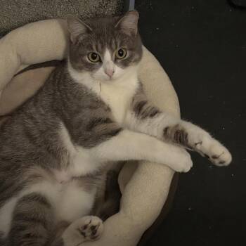 Domestic Short Hair Cats Available for Adoption - Meep Meep | PetCurious