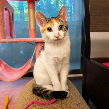 Donut (The Breakfast Club) -  Domestic Short Hair Cat for Adoption in Tucker, Georgia - Donut (The Breakfast Club) | PetCurious
