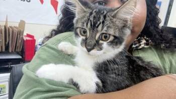 Novak -  Domestic Medium Hair and Domestic Short Hair Cat for Adoption in Fort Worth, Texas - Novak | PetCurious
