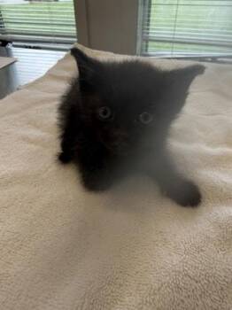 Charmander -  Domestic Medium Hair and Domestic Short Hair Cat for Adoption in Lafayette, Indiana - Charmander | PetCurious