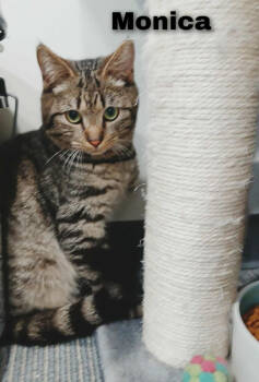 Rescue Domestic Short Hair Cats for Adoption - Monica | PetCurious