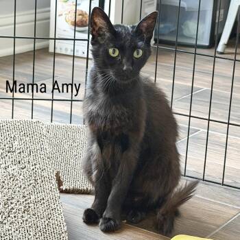 Curly -  Domestic Medium Hair Cat for Adoption in Lewisville, Texas - Curly | PetCurious