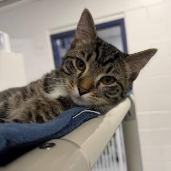 Doe -  Domestic Short Hair Cat for Adoption in Hampton Bays, New York - Doe | PetCurious