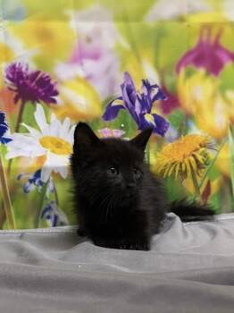 Domestic Short Hair Cats Available for Adoption in San Antonio, Texas - Cutie | PetCurious