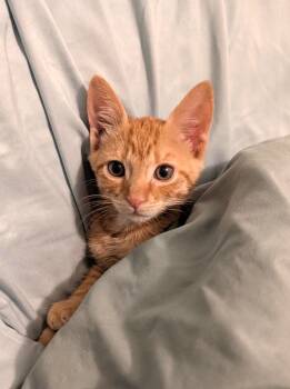 Clyde Orangeman -  Domestic Short Hair and Tabby Cat for Adoption in Chandler, Arizona - Clyde Orangeman | PetCurious