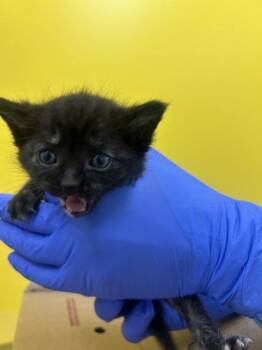 Sally Ride -  Domestic Short Hair Cat for Adoption in Raleigh, North Carolina - Sally Ride | PetCurious