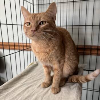 Tony -  Domestic Short Hair Cat for Adoption in Valley Center, Kansas - Tony | PetCurious