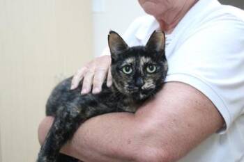 Domestic Short Hair Cats Available for Adoption in Brunswick, Georgia - Marina | PetCurious