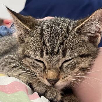 Comet -  Domestic Short Hair Cat for Adoption in Granville, Ohio - Comet | PetCurious