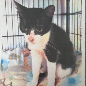 Rescue Tuxedo Cats for Adoption - Glendie | PetCurious