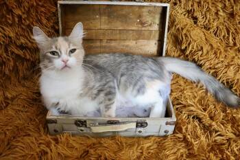 Cricket -  Maine Coon and Dilute Calico Cat for Adoption in St. Augustine, Florida - Cricket | PetCurious