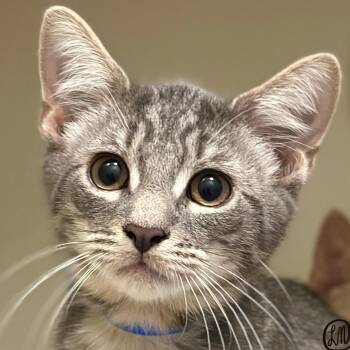 Greystoke -  Domestic Short Hair Cat for Adoption in Victor, New York - Greystoke | PetCurious