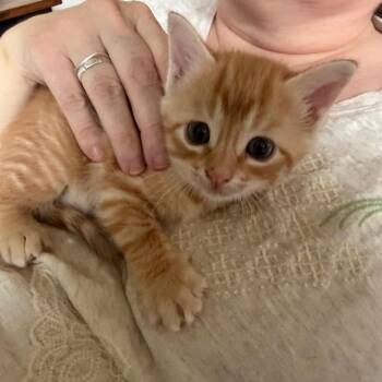 Domestic Short Hair Cats Available for Adoption in Lewisville, Texas - Robby | PetCurious