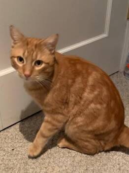 Domestic Short Hair Cats Available for Adoption - Jasper | PetCurious