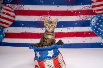 Eloise -  Domestic Short Hair Cat for Adoption in Fort Worth, Texas - Eloise | PetCurious